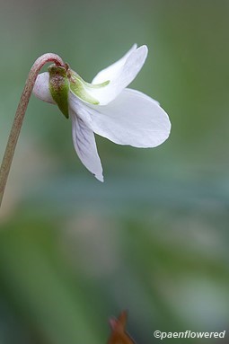 Flower spur